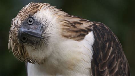 Philippine Eagle HD Wallpapers 20301 - Baltana