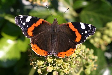 British Butterflies | Identification Guides | Bird Spot