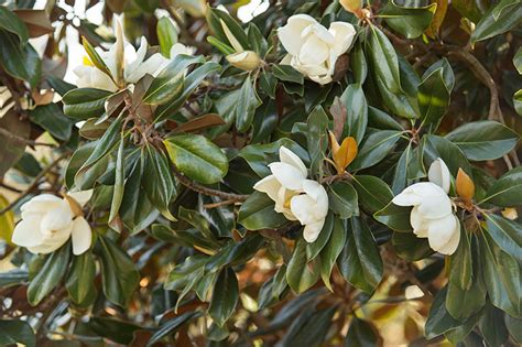 Meet The Southern Magnolia Tree: The Magnolia Company