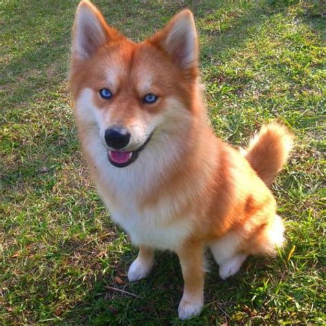 Meet Mya, a dog who looks exactly like a little fox. | This Pomeranian-Husky Mix Is The Pet Fox ...