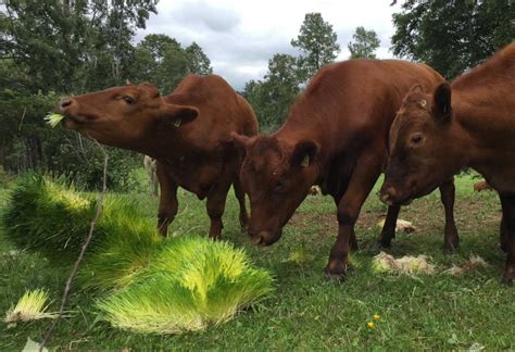 Fodder Farm - A Container-based Fodder Farm from Farmbox Foods