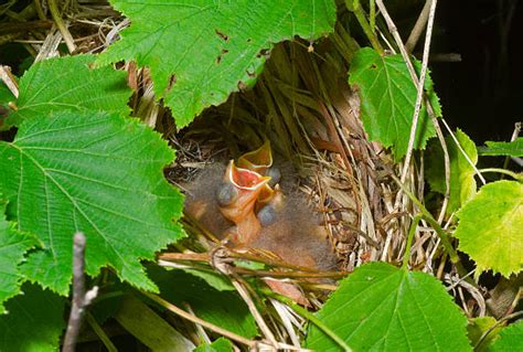 Snow Bunting Nest Stock Photos, Pictures & Royalty-Free Images - iStock