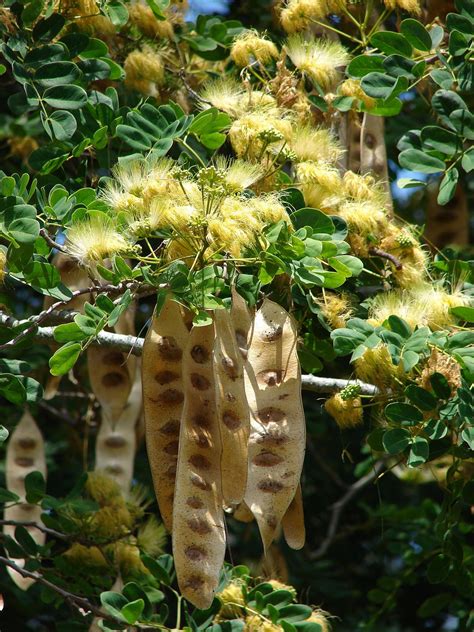 Albizia lebbeck - Wikipedia | Seeds, Seed pods, White plants