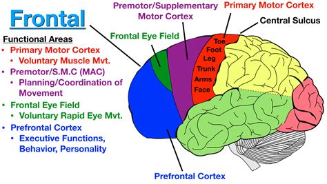 Prefrontal Cortex Diagram