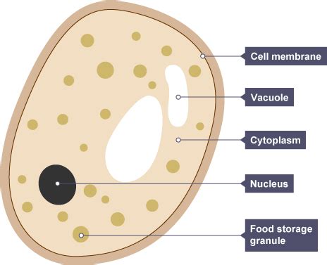 BBC - GCSE Bitesize Science - Understanding microbes : Revision, Page 3