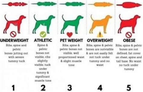 Ideal Canine Body Weight – FITDOG NATION