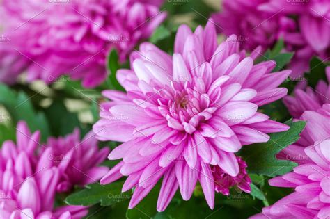 Purple chrysanthemum flowers. | High-Quality Nature Stock Photos ~ Creative Market