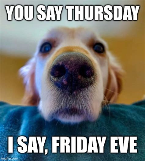 Thursday Dog Meme - Imgflip