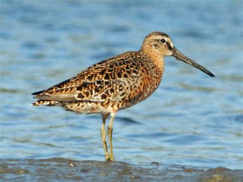 Shorebirds passing through on way to Arctic: Dunlins, Semipalmated ...