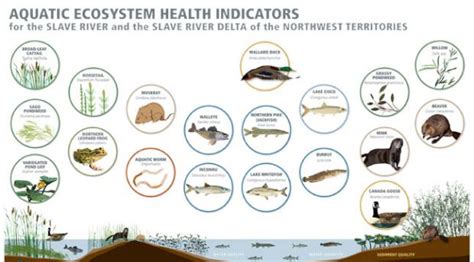 How is Aquatic Ecosystem Health Measured? | NWT Water Stewardship