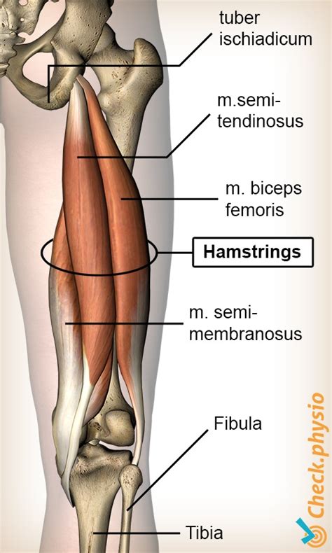 Hamstring injury | Physio Check