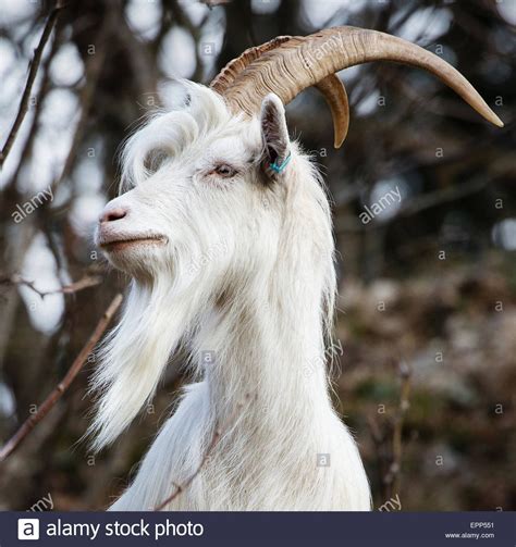 Download this stock image: Portrait of one of six billy goats ...