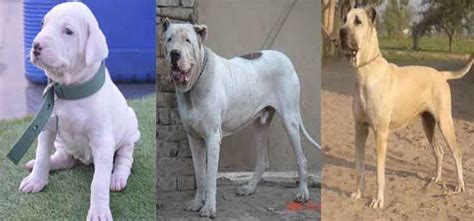 Top 10 Indian dog breeds and their Characteristics - PawFacts&Guide