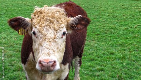 Steer, also called bullock, young neutered male cattle primarily raised for beef Stock Photo ...