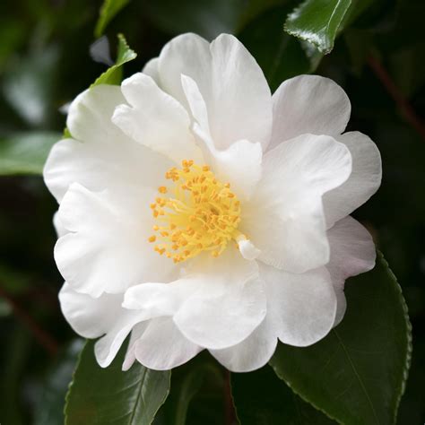 Camellia Flower