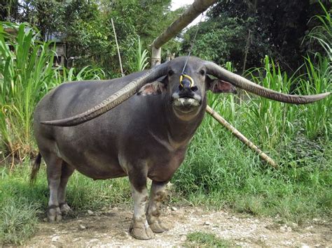 JENIS KERBAU DI TORAJA