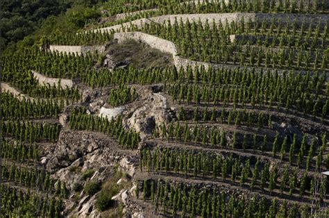 Côte-Rôtie, behind the 100 points — My French Cellar