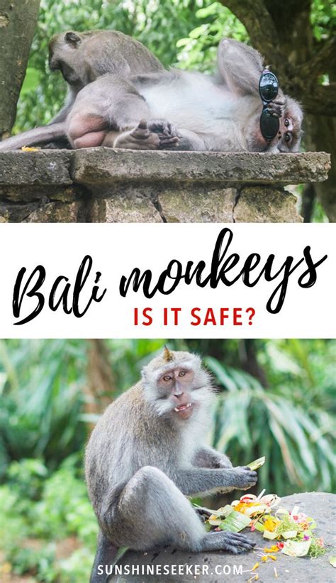 Bali - Is it safe to interact with the monkeys of Ubud Monkey Forest ...