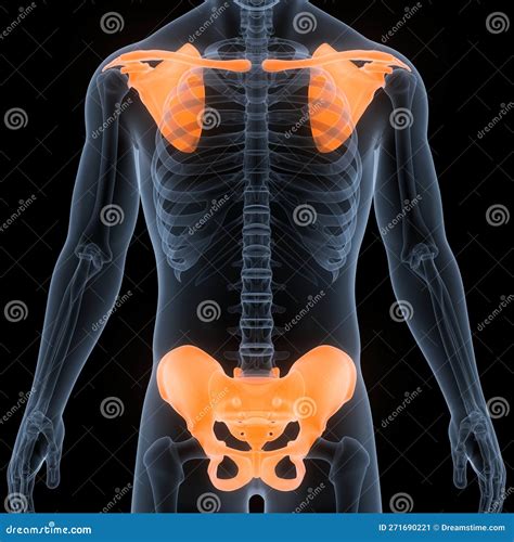 Human Skeleton System Pectoral and Pelvic Girdle Bone Joints Anatomy ...