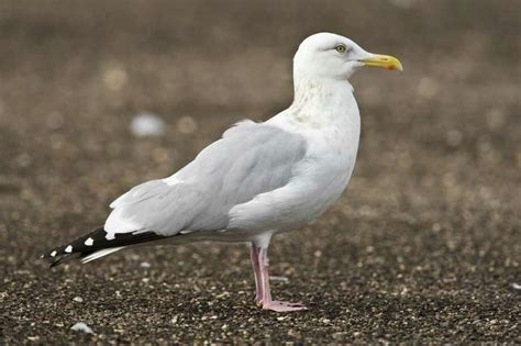 Identifying gulls confounds even experienced birders - San Antonio ...