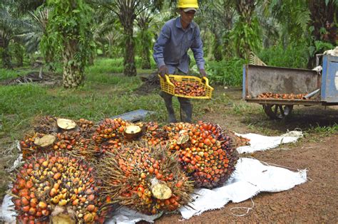 The $30BN palm oil global industry may be affected as India sets to slam more heavy fines on ...