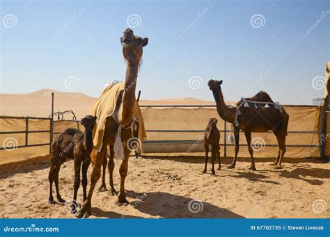 Al Dhafra Camel Festival In Abu Dhabi Stock Image | CartoonDealer.com #67702735