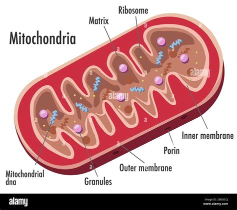 Mitochondria Diagram With Labels