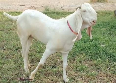 bakra/Buy and Sell Animals in All Major Cities of Pakistan