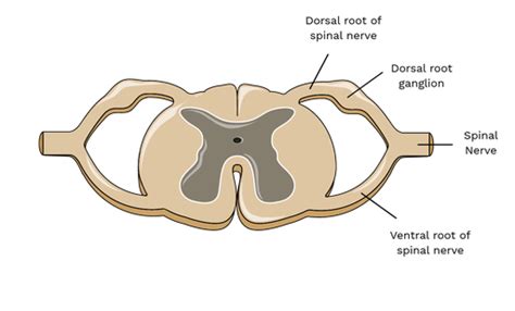 Spinal Nerve Roots And Spinal Nerves