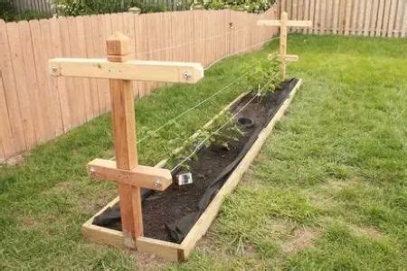 DIY Raspberry Trellis for a Bountiful Harvest