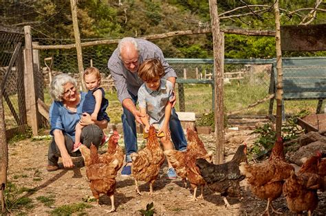 How to Predator-Proof Your Chicken Coop