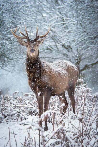 200+ Richmond Park Winter Stock Photos, Pictures & Royalty-Free Images - iStock