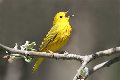 The World's Most Stunningly Yellow Animals - WorldAtlas