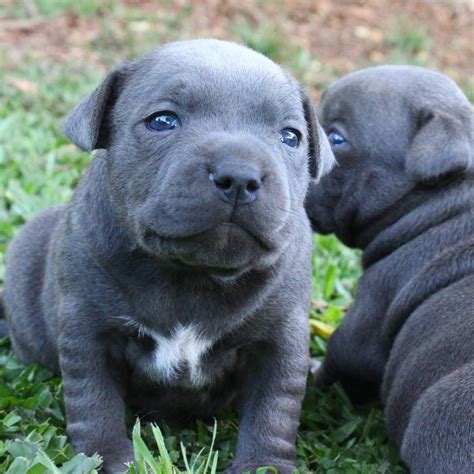 Blue Staffy Puppies For Sale Queensland