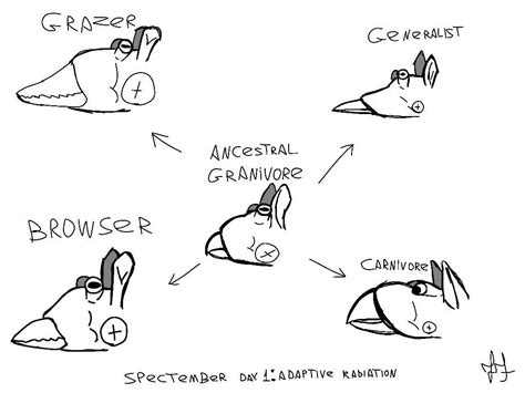 Specposium's Spectember day 1: Adaptive radiation by joaovitor45556 on ...