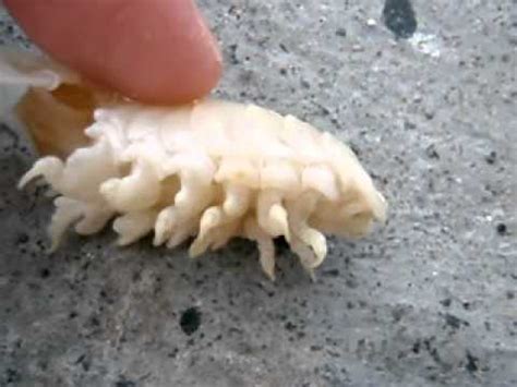 giant tongue isopod - YouTube