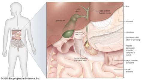 Gallbladder | Bile Storage & Digestion | Britannica