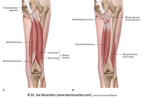 Deep Posterior Lower Leg Muscles