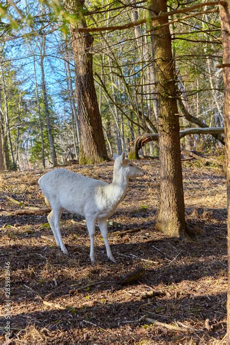 Rare albino deer in the forest clearing Stock Photo | Adobe Stock