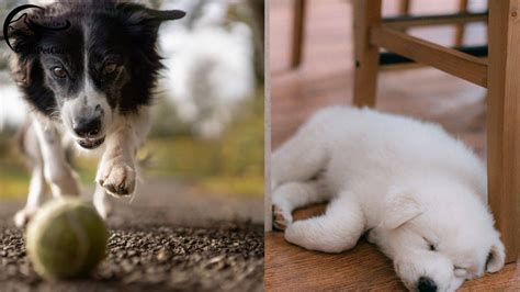 Samoyed Border Collie Mix: A Complete Guide (With Pictures)