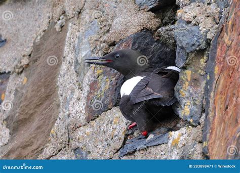 Black Guillemot Nesting in a Hole in a Wall in Oban, Scotland. Stock ...