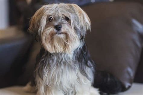 Cute Morkie Haircuts