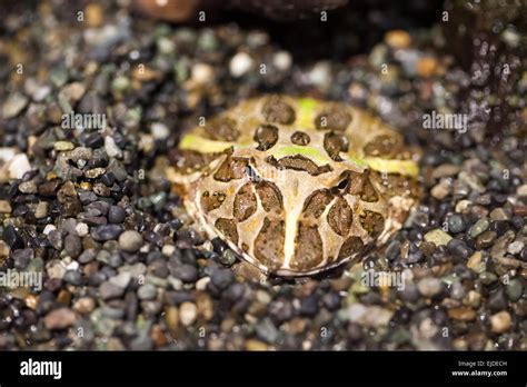 frog in natural habitat Stock Photo - Alamy