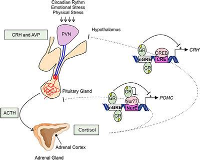 Frontiers | A General Introduction to Glucocorticoid Biology