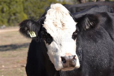 Close Up of the Face of a Hereford Beef Cow Editorial Image - Image of ...