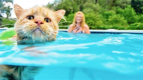 Funny Cats in Water Video Compilation 2020 [FUNNY PETS] - YouTube