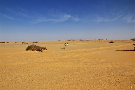 Premium Photo | Sahara desert in sudan, africa