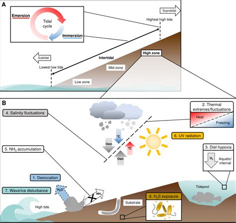 The location and definition of the high intertidal zone, and overview ...