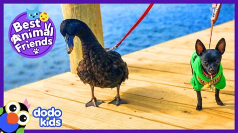 a dog and a duck on a dock with the caption'best animal friends