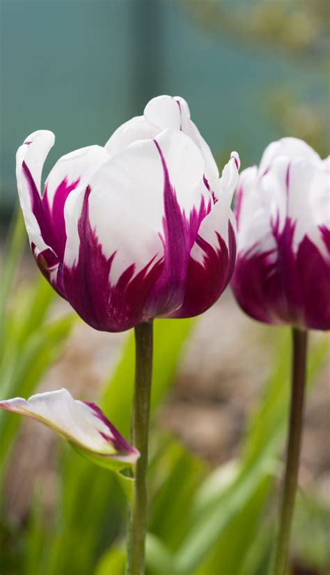 Tulip Flowers Close-up Free Stock Photo - Public Domain Pictures